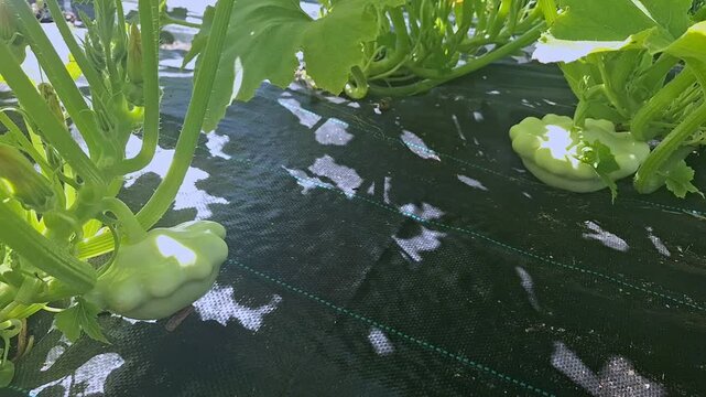 Sunlit garden with fresh pattypan squash growing in vibrant greenery