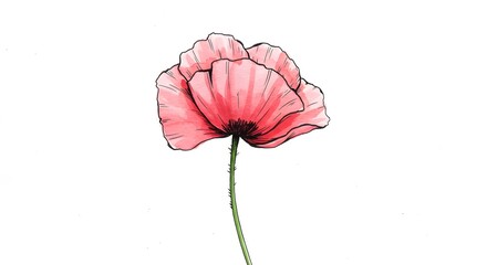 Fototapeta premium Red poppy flower digital illustration