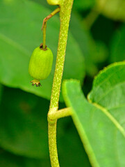 mały owoc męczennicy, zielony owoc passiflory błekitnej, męczennica błękitna, Passiflora caerulea, small passion fruit, green passion fruit, blue passionflower, bluecrown passionflower,