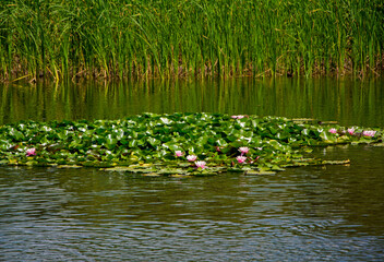 grzybienie na stawie, Grzybienie znane też jako nenufary lub lilie wodne, Nymphaea,  aquatic plants, water lilies © kateej