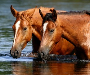 Wild Horses in the River 