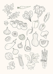 Fresh vegetables set sketch. For design farm organic product, market label vegetarian shop. Black line slices and pieces of food ingredients for cooking sauces and salads of vegetarian diet