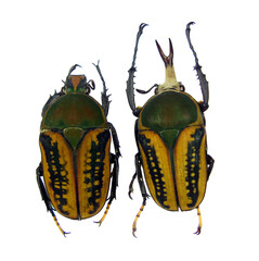 Intricate details of yellow beetles Megalorhina harrisi on transparent background showcasing their...