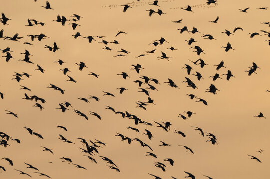 Sandhill cranes migration; Crane Trust; Nebraska  - Powered by Adobe
