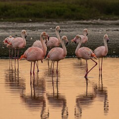 A detailed scene of a group of flamingos standing elegantly in shallow, reflective water