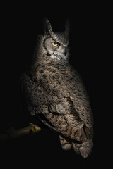 Great Horned Owl (Bubo Virginianus)
