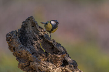 Great tit