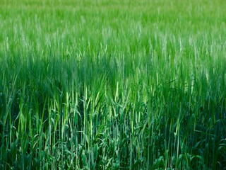 English landscape green wheat field at beautiful sunny day