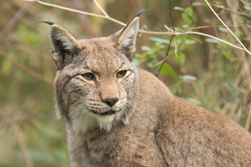 lynx, eurasian, looking around, lynx lynx, portrait, fur, appearance, characteristics