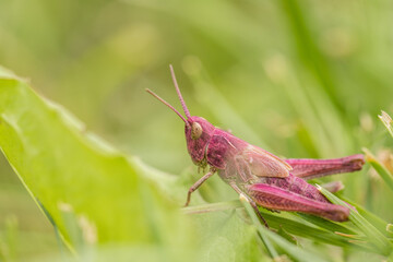 magenta grasshopper, red, pink, grasshopper, orthopteran, erythrism, mutation, coloration