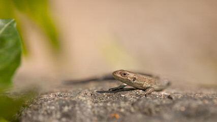 lizard on the stone, viviparous lizard, zootoca, vivipara, on a stone, basking, reptile, cold-blooded