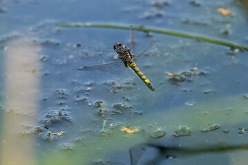 darter, leucorrhinia, pectoralis, female, white, faced, face, dragonfly, water, surface, flight