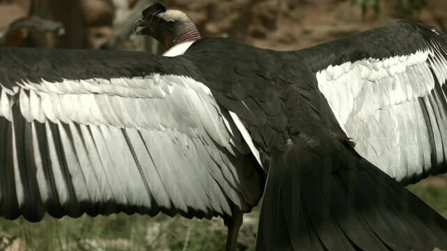 California Condor Spreading Wings 2