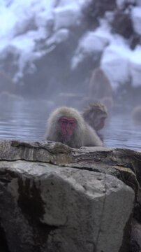 Snow Monkeys in Hot Spring 2