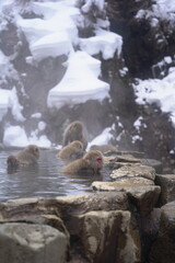 Snow Monkeys in Hot Spring 6