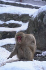 Snow Monkeys in Hot Spring 11