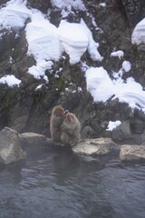 Obraz premium Snow Monkeys in Hot Spring 9