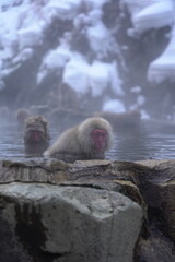 Snow Monkeys in Hot Spring 8