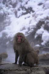 Fototapeta premium Snow Monkeys in Hot Spring 7
