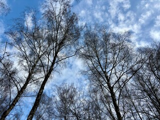 trees and blue sky with white clouds