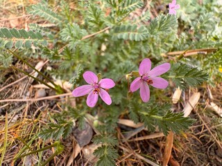 Erodium cicutarium blooming pink flowers. Close-up of lilac flower. Common stork's-bill, redstem filaree, redstem stork's bill or pinweed, is a herbaceous member of the family Geraniaceae.