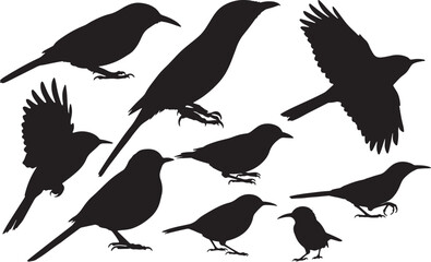 Brown Creeper Silhouette
