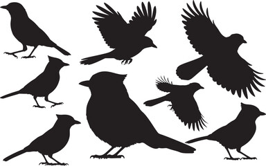 Fototapeta premium Canada Jay Silhouette