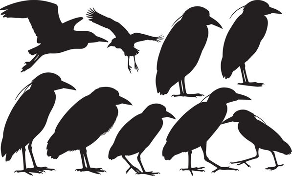 Black-crowned Night Heron Silhouette