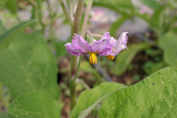 pink flower of an eggplant