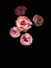 Rose flower