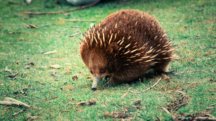 echidna in the grass