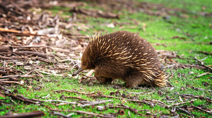 echidna