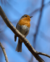 Robin resting on tree branch.........