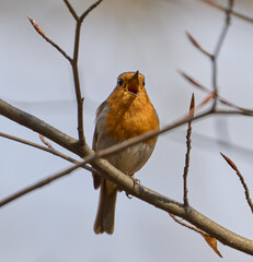 Robin singing on tree branch.........