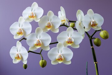 Obraz premium Elegant White Orchids on Soft Lavender Background for Spring Celebrations