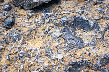 shells on stone texture background