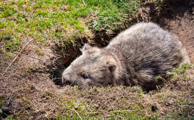 wombat