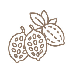 Bryony Outline Illustration, Bryonia Dioica, Cucurbitaceae