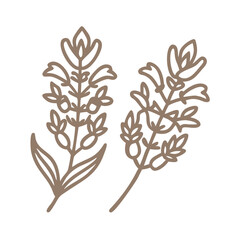Broom and Broomrape Line Art Illustration