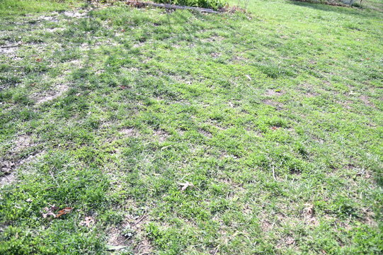 Green Grass