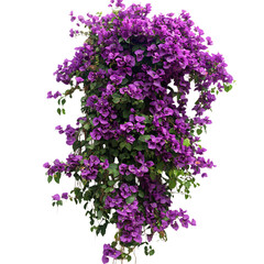 Bougainvillea Vine with Purple Flowers Isolated on Transparent Background