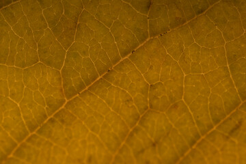 Yellow autumn leaf background with horizontal detail of the veins on the leaf blade