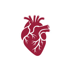 Vector simple, minimalistic illustration of the human heart. Schematic representation of the anatomical heart.