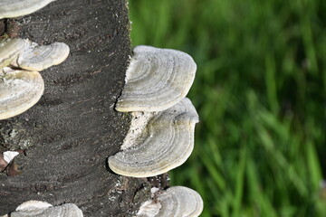 Funghi naturali del bosco su pianta di ciliegio