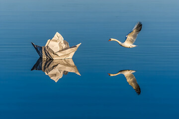 Swan flying near paper boat on calm lake