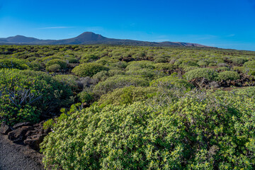 Heavily vegetated area near the Cueva de los Verdes lava tunnel on the island of Lanzarote-Canary Islands-Spain