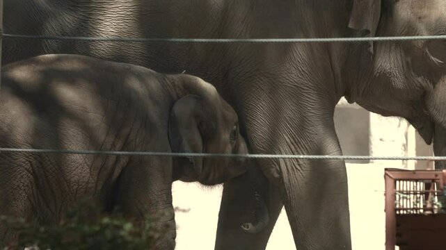Asain Elephant Nursing