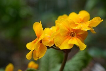 Naklejka premium Close-up of yellow primroses against blurred green background