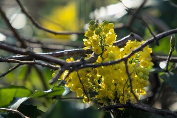 Close-up of Mahonia Aquifolium flower against blurred background