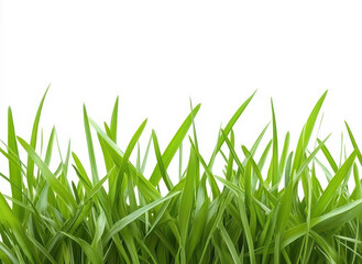 Fototapeta premium Lush green grass edge, perfect for enhancing designs with a natural touch, isolated on a clean white backdrop.